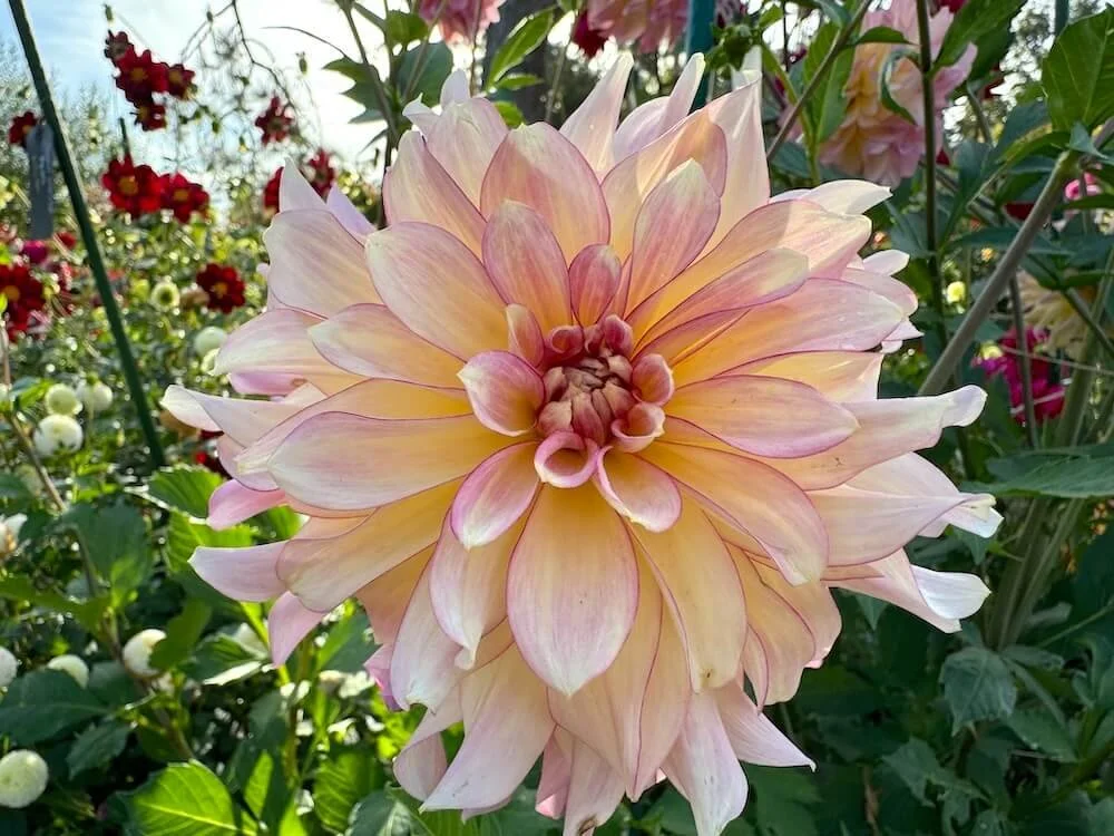 Dahlias — Northwest Blooms