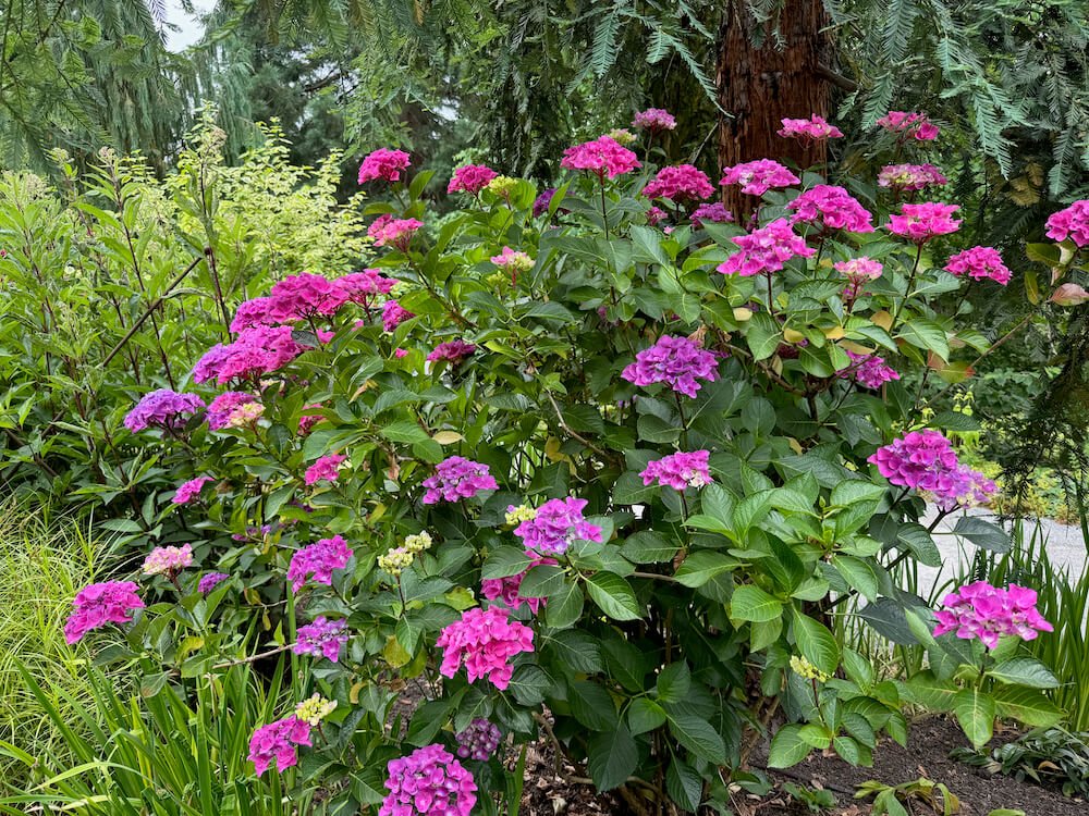 Hydrangea macrophylla 'Ragra' 01.jpeg