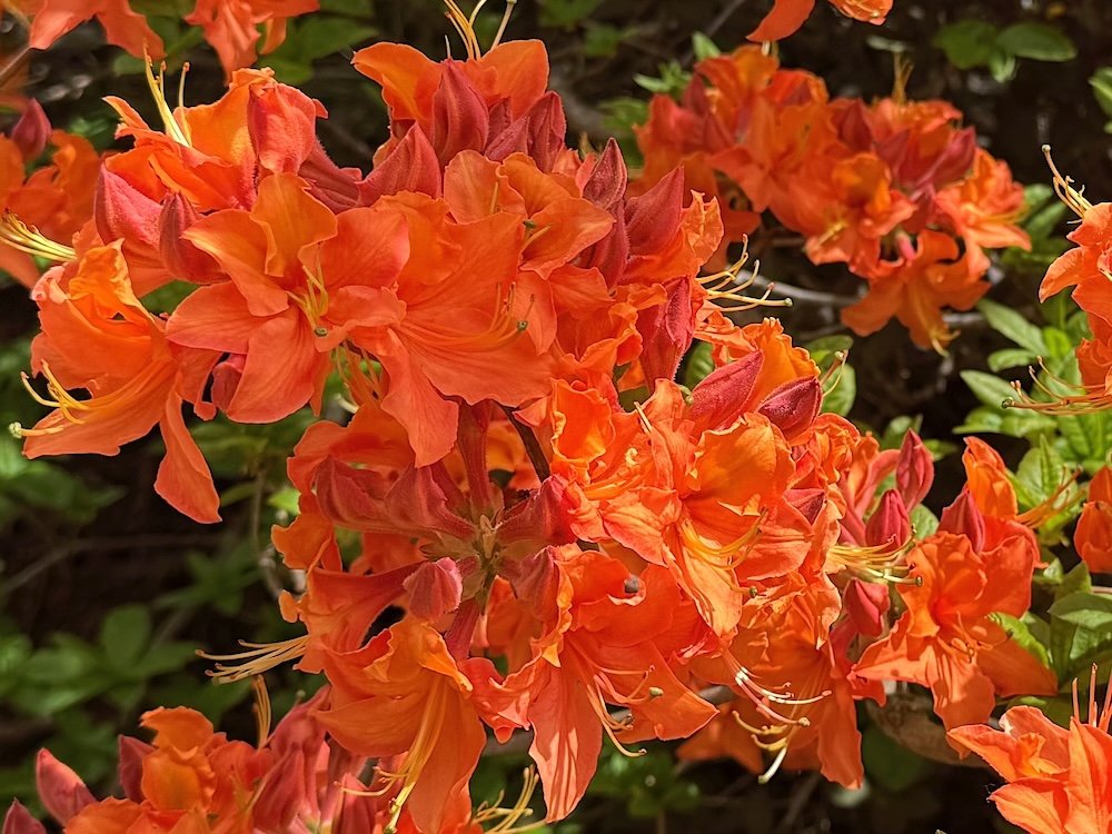 Rhododendron calendulaceum 05.jpeg