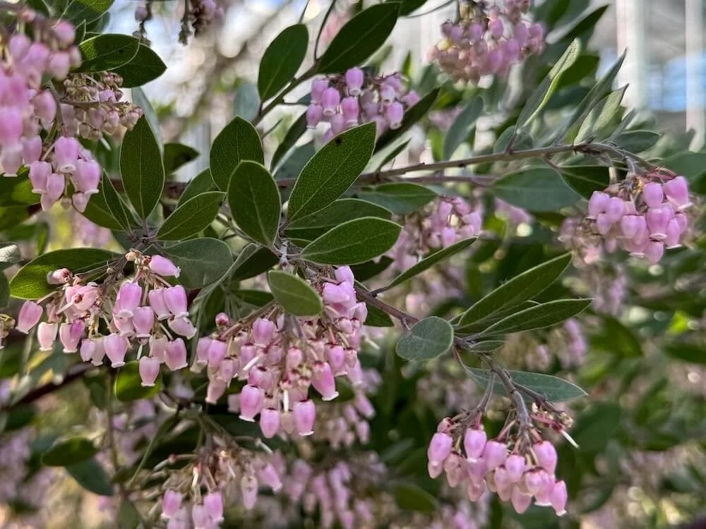 Arctostaphylos densiflorus 'Sentinel' 02.jpeg