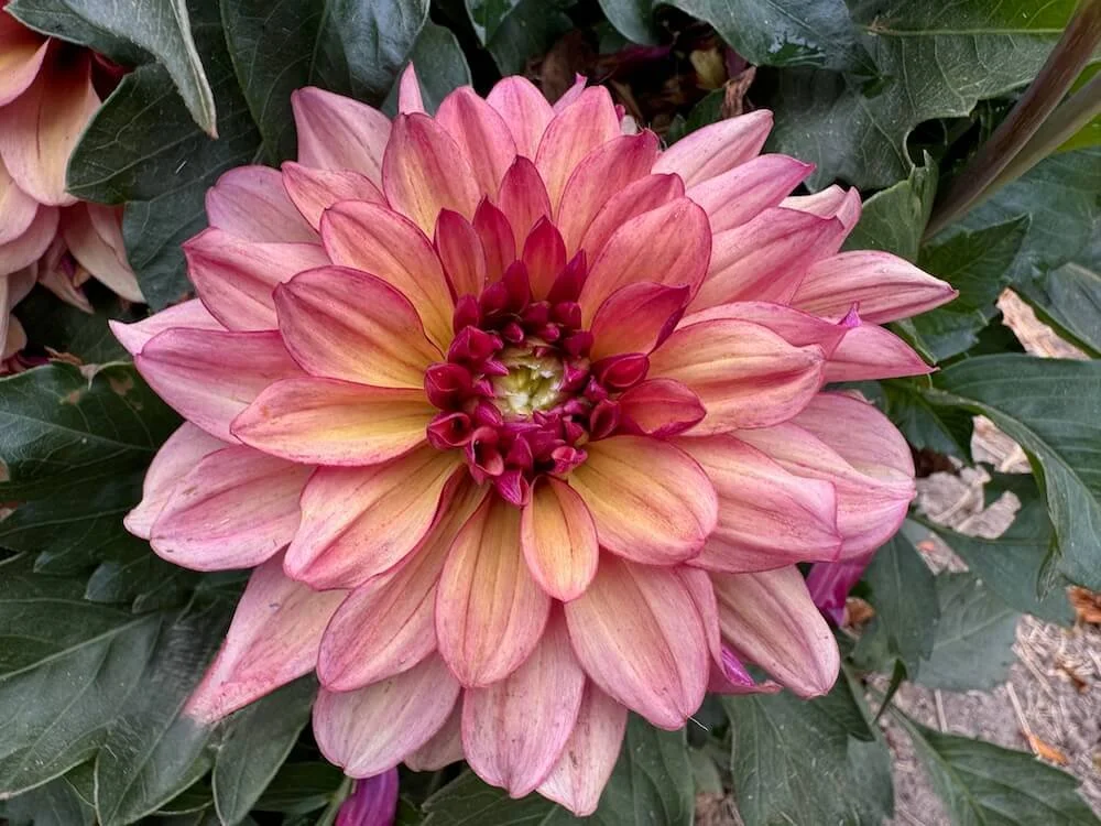 Dahlia 'Crème de Cognac' 03.jpeg