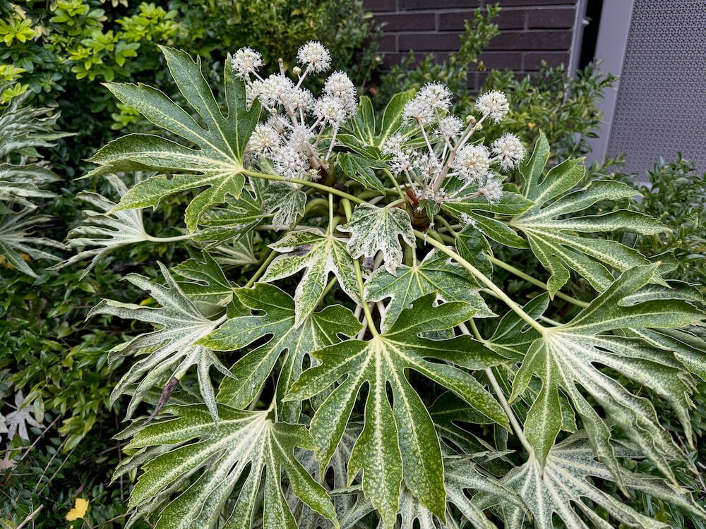 Fatsia japonica 'Spider's Web' 04.jpeg