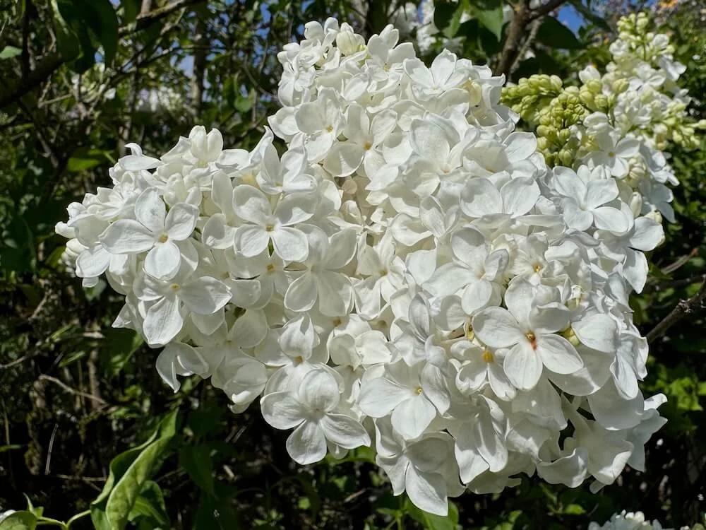 Syringa vulgaris 'Carley' 02.jpeg