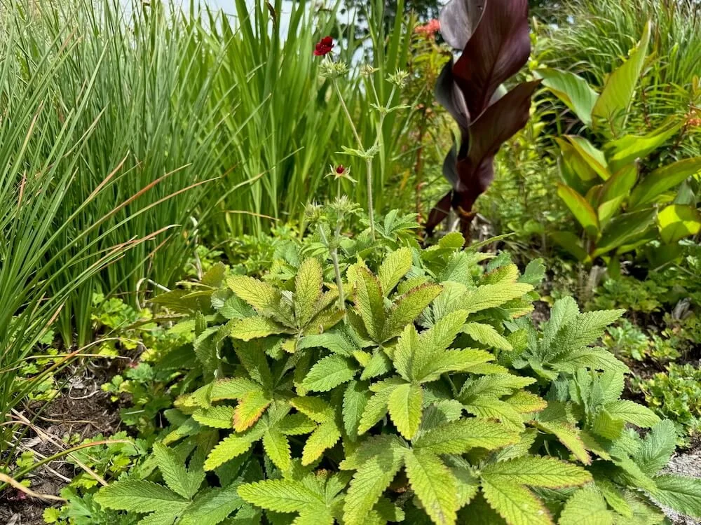Potentilla thurberi 'Monarch's Velvet' 03.jpeg