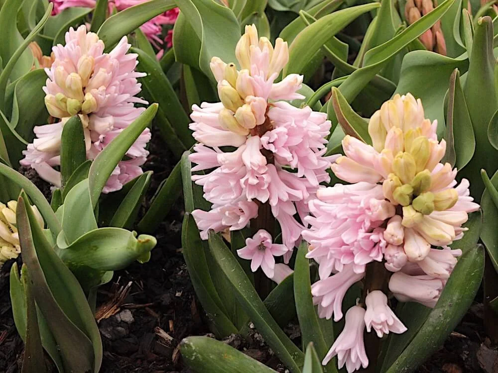 Hyacinthus orientalis 'Apricot Passion' 02.JPG