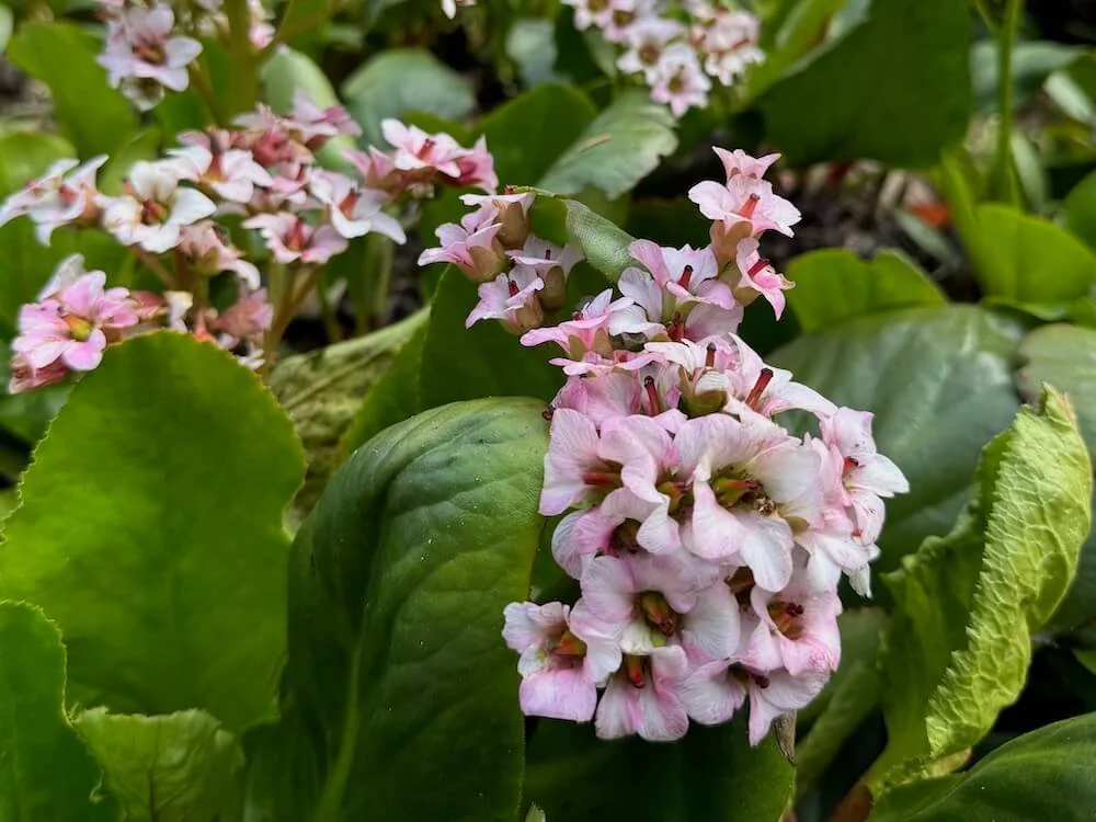 Bergenia 'Bressingham Salmon' | Bressingham Salmon Bergenia