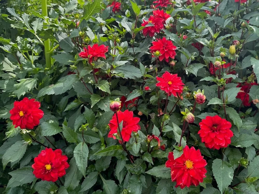 Dahlia 'Cherry Drop' 03.jpeg