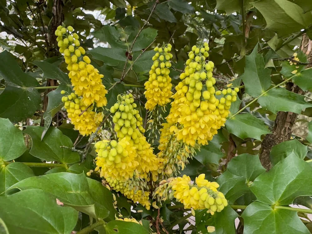 Mahonia x media 'Arthur Menzies' 03.jpeg
