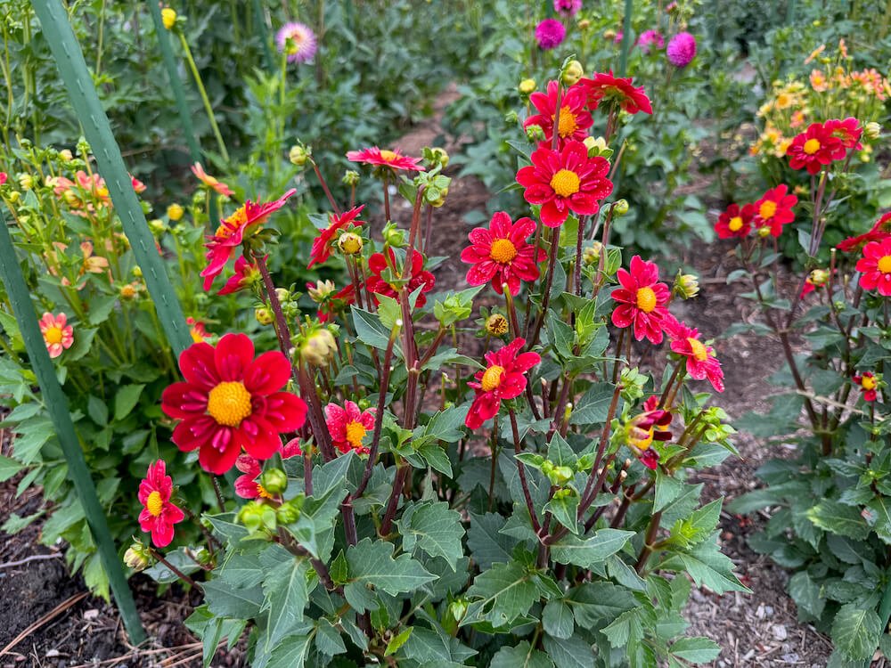 Dahlia 'Kelsey Cowboy' 02.jpeg