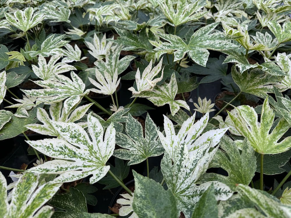 Fatsia japonica 'Spider's Web' 01.jpeg