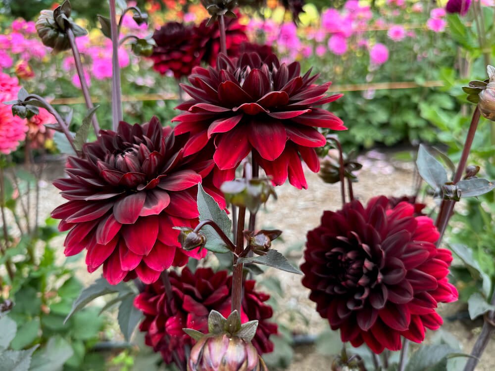 Dahlia 'Karma Chocolate' 04.jpeg