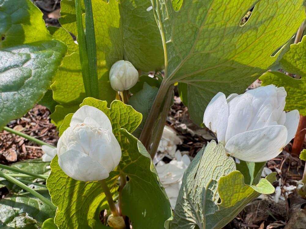 Sanguinaria canadensis 'Multiplex' 02.jpeg
