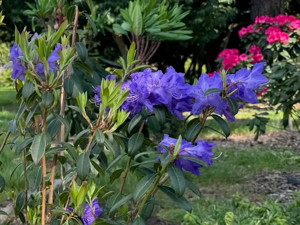 Rhododendron 'Blaney's Blue' 03.jpeg