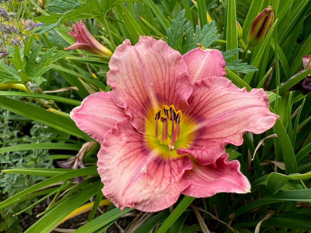 Hemerocallis 'Pink Tangerine' 04.jpeg
