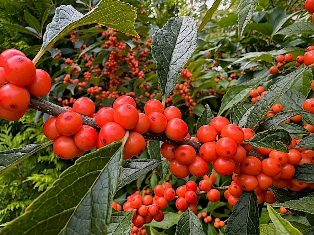 Ilex verticillata 'Afterglow' 01.jpeg