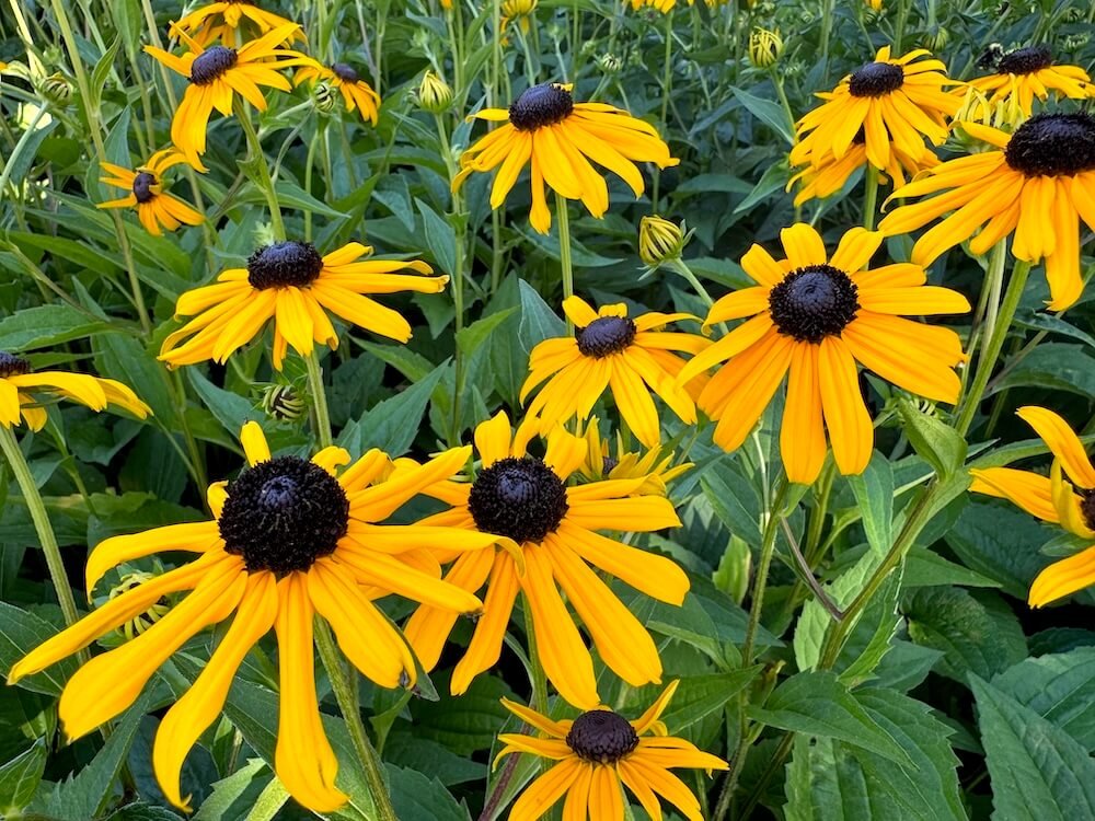 Rudbeckia fulgida var. sullivantii 'Goldsturm' 04.jpeg
