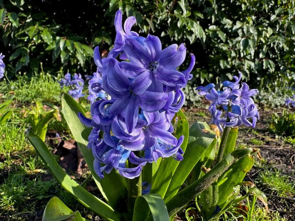 Hyacinthus orientalis 'Blue Pearl' 01.jpeg