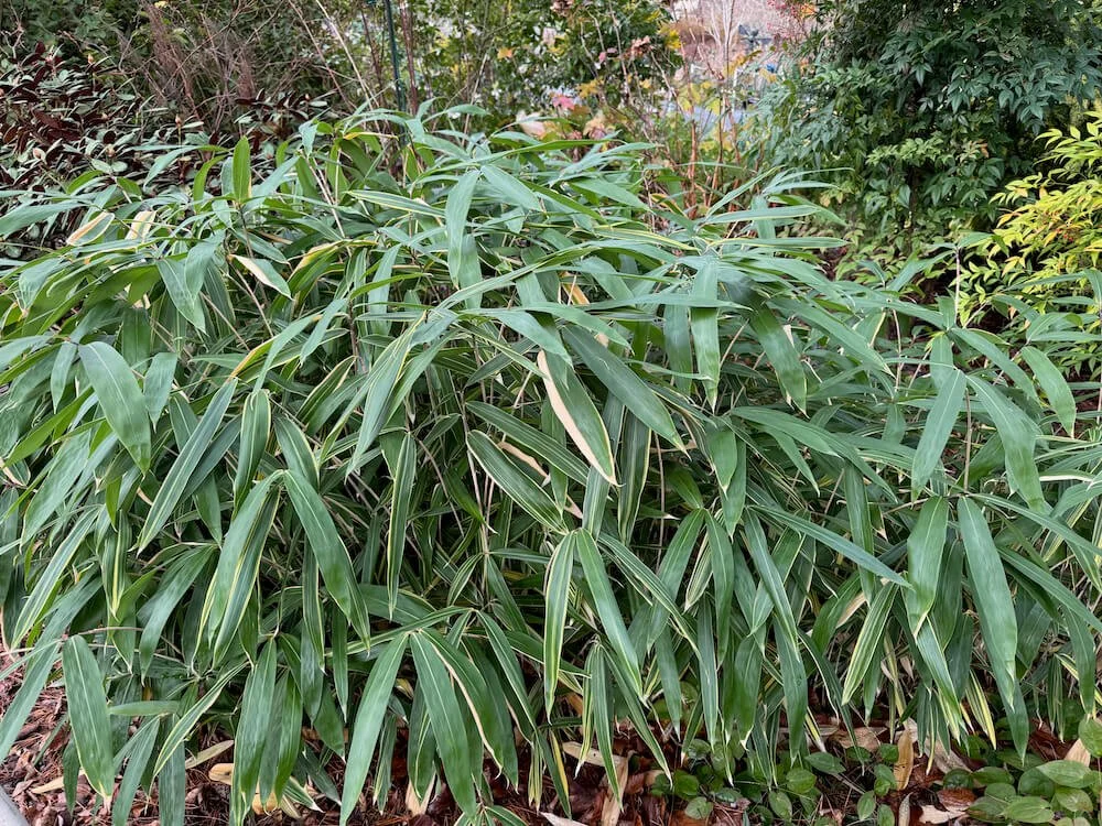 Sasaella masamuneana 'Albostriata' 03.jpeg