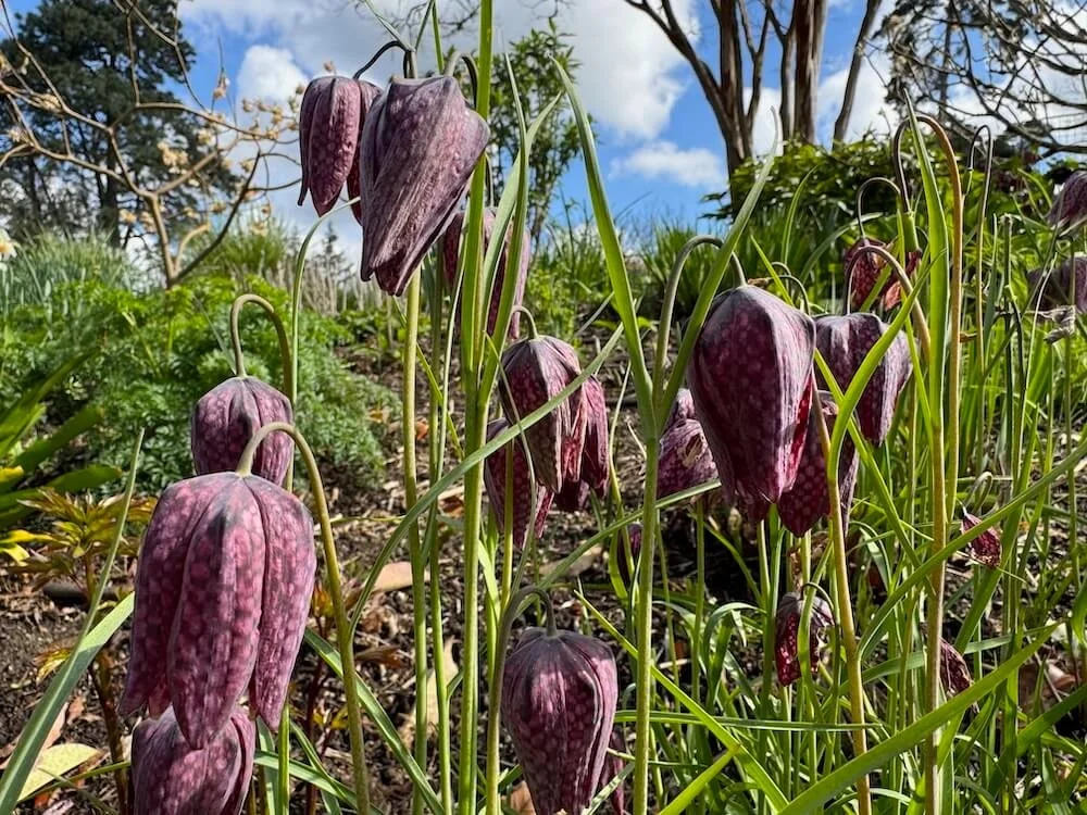 Fritillaria meleagris 03.jpeg