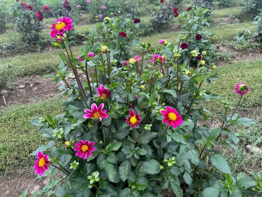 Dahlia 'Twyning's Smartie' 03.jpeg