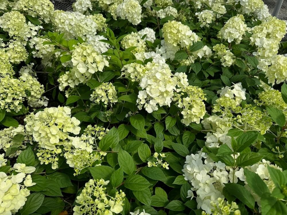 Hydrangea paniculata 'SMHPCW' 01.jpeg