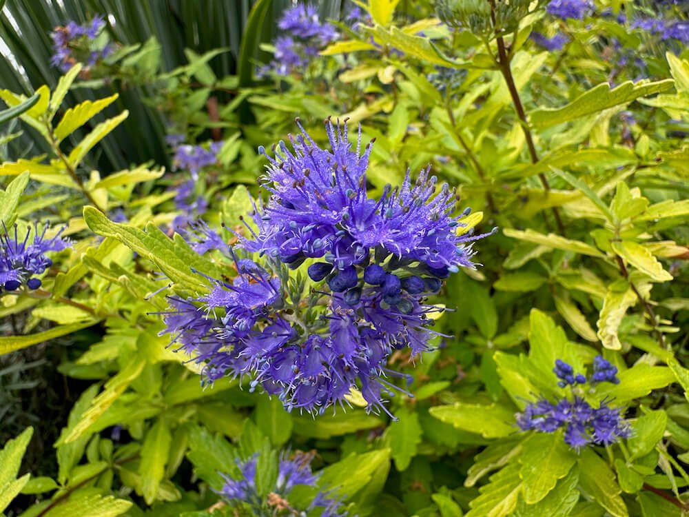 Caryopteris x clandonensis 'Gold Crest' 02.jpeg