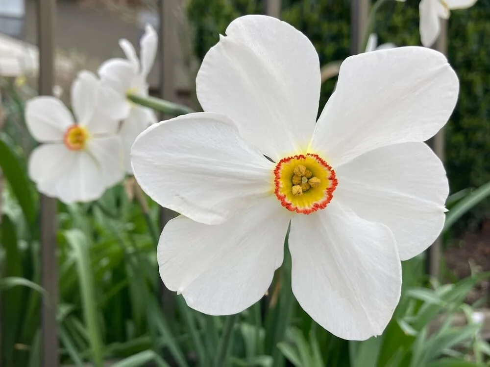 Narcissus 'Actaea' | Poet's Daffodil
