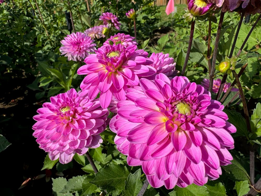 Dahlia 'Little Blessings' 03.jpeg