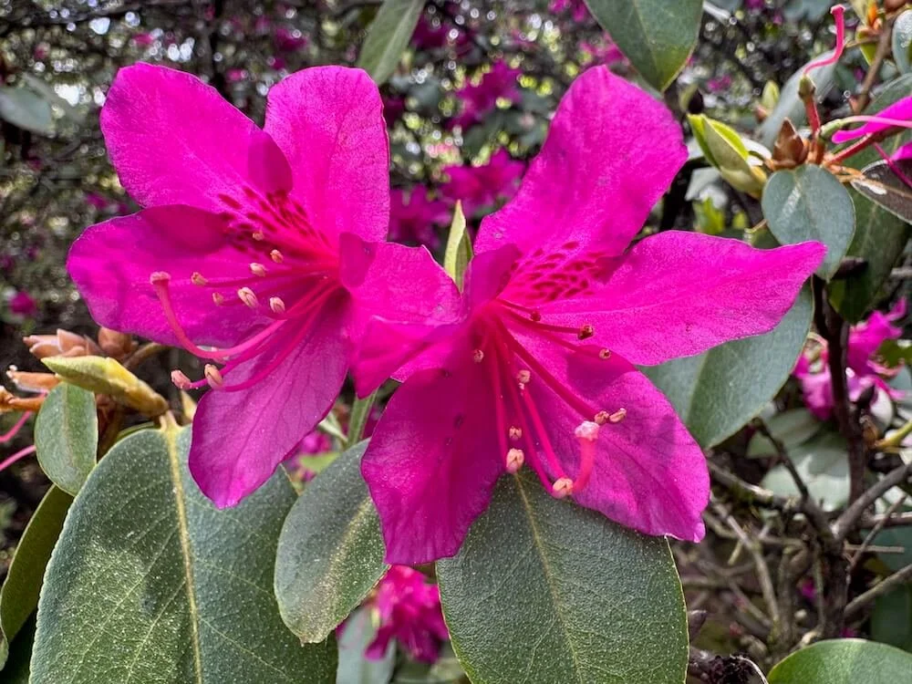 Rhododendron concinuum 02.jpeg
