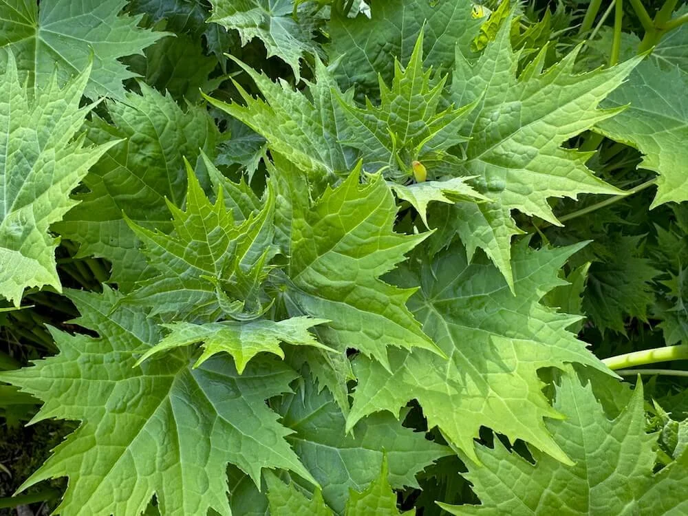 Kirengeshoma palmata | Yellow Wax Bells