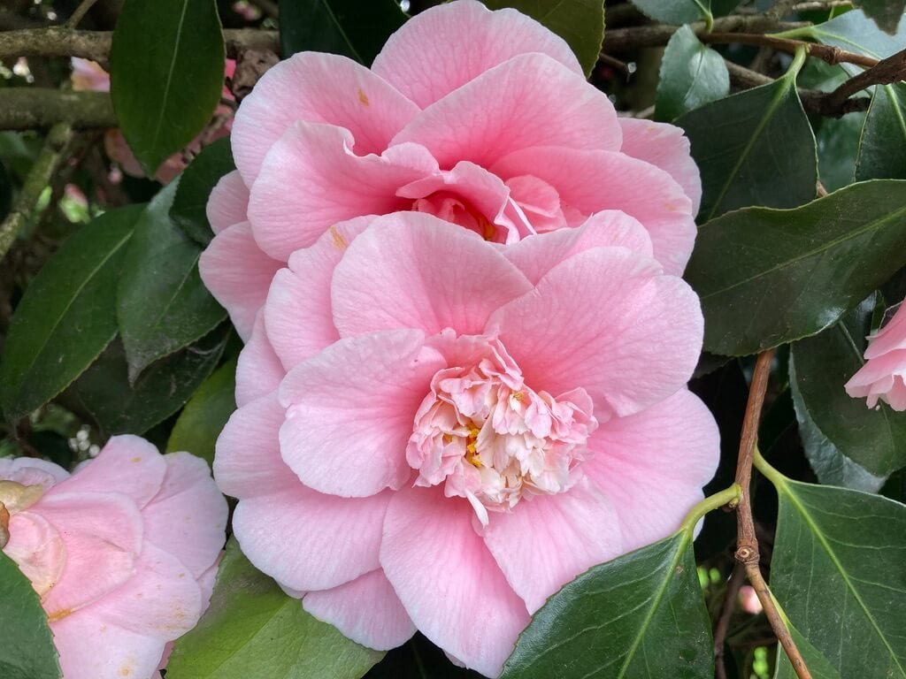 Camellia japonica 'Annie Wylam' 01.jpeg