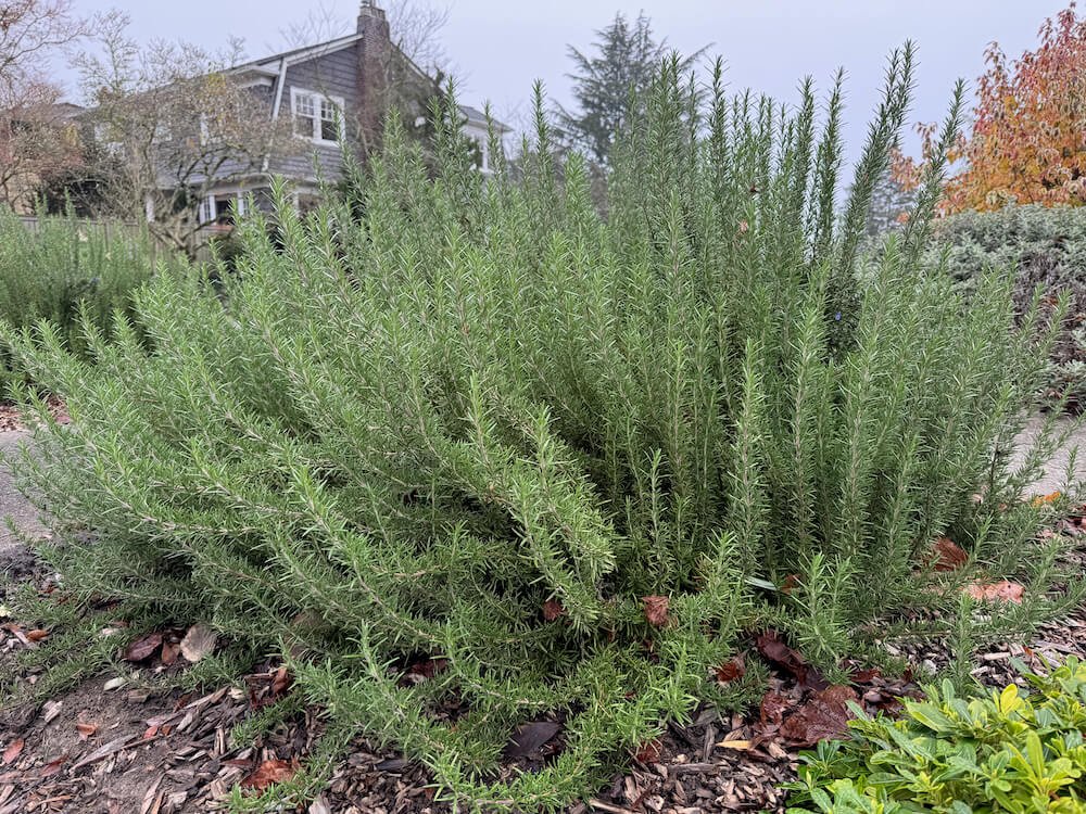 Rosmarinus officinalis 04.jpeg