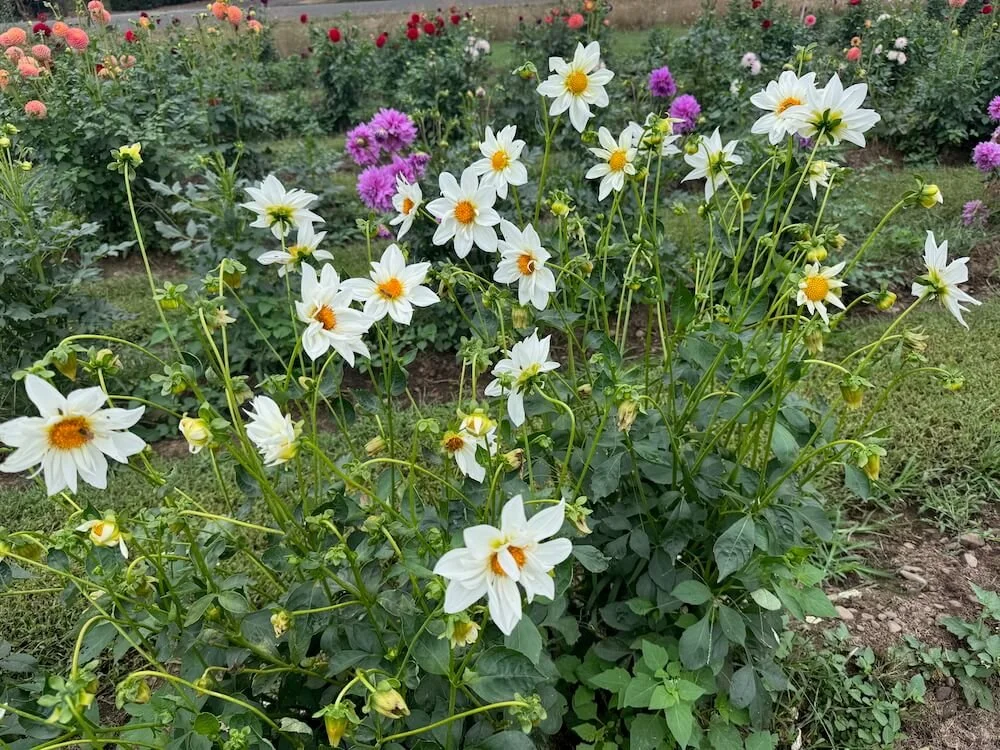 Dahlia 'Darin's Moon' 03.jpeg