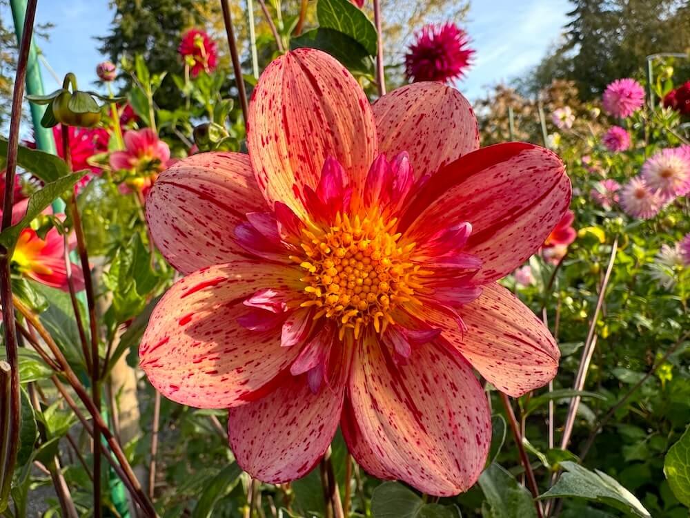 Dahlia 'Kelsey Fiona' 02.jpeg