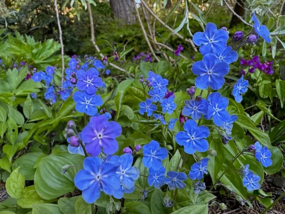 Omphalodes verna 02.jpeg