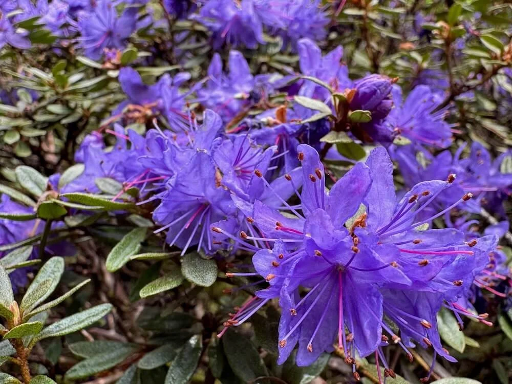 Rhododendron azurika 01.jpeg