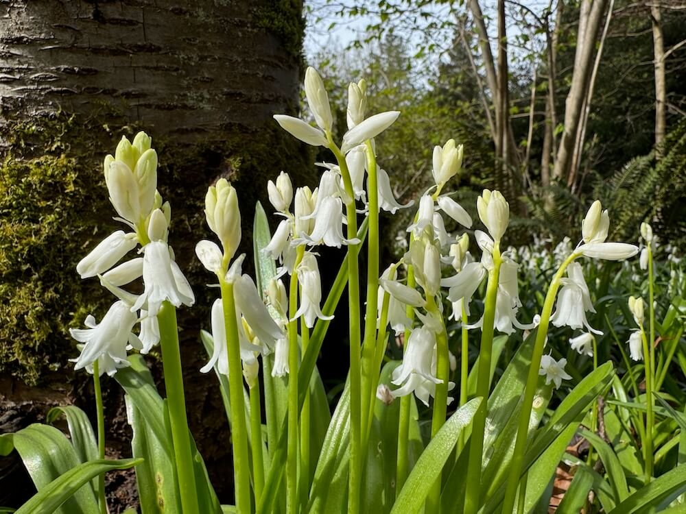 Hyacinthoides hispanica 'Alba' 02.jpeg