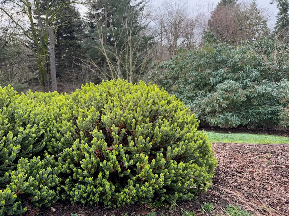 Veronica odora 'New Zealand Gold' 02.jpeg