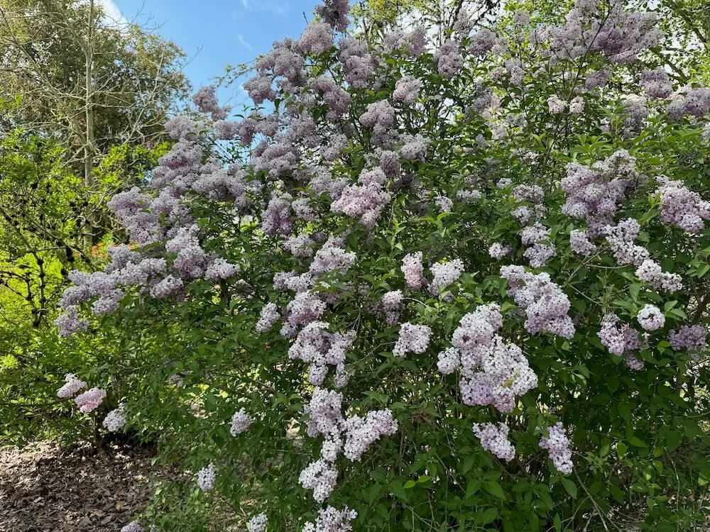 Syringa vulgaris 05.jpeg