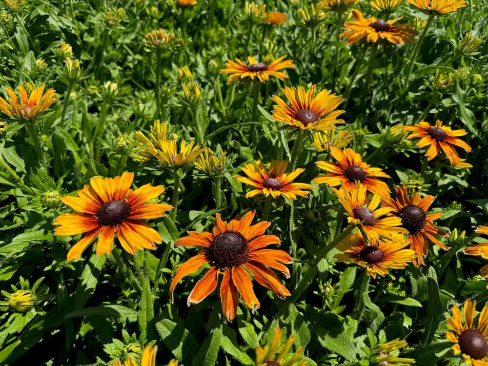 Rudbeckia 'Summerina Orange' 02.jpeg