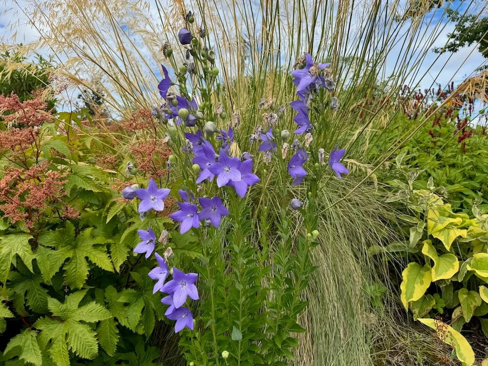 Platycodon Grandiflorus 03.jpeg