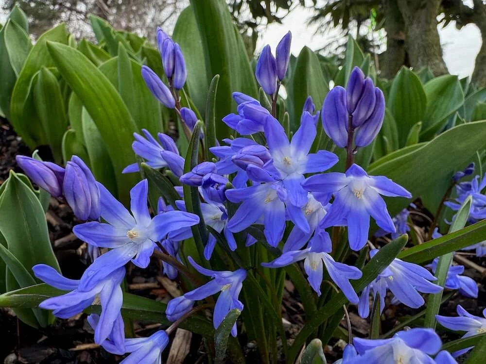 Scilla forbesii | Glory of the Snow
