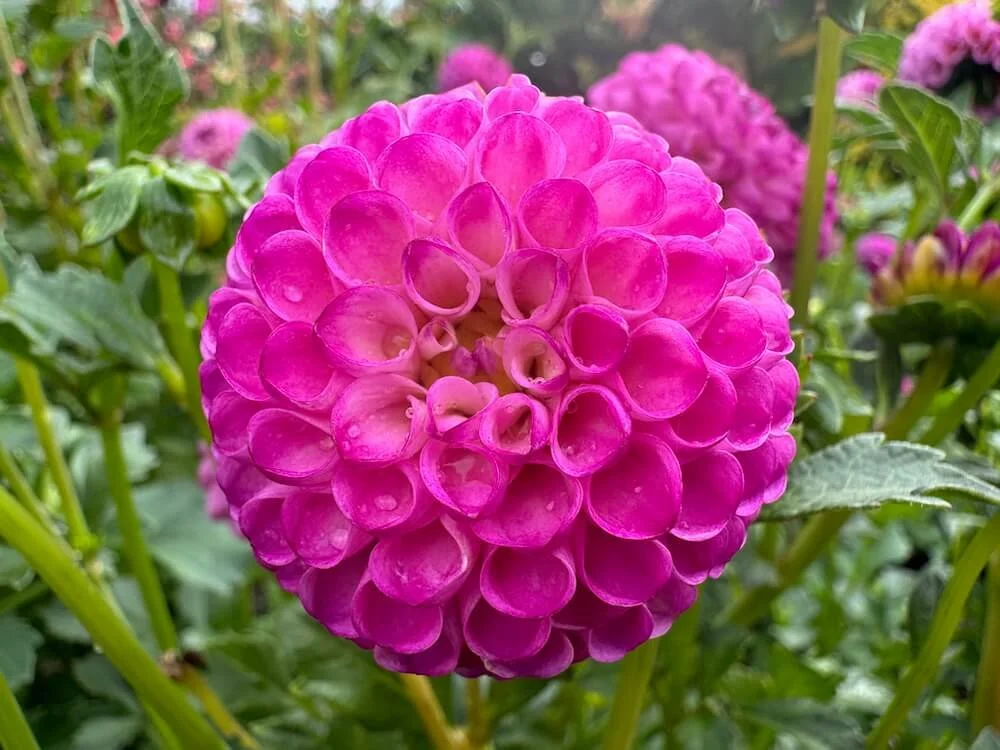 Dahlia 'Zippity Do Da' 01.jpeg