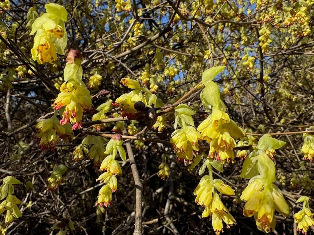 Corylopsis sinensis var. calvescens f. veitchiana 02.jpeg
