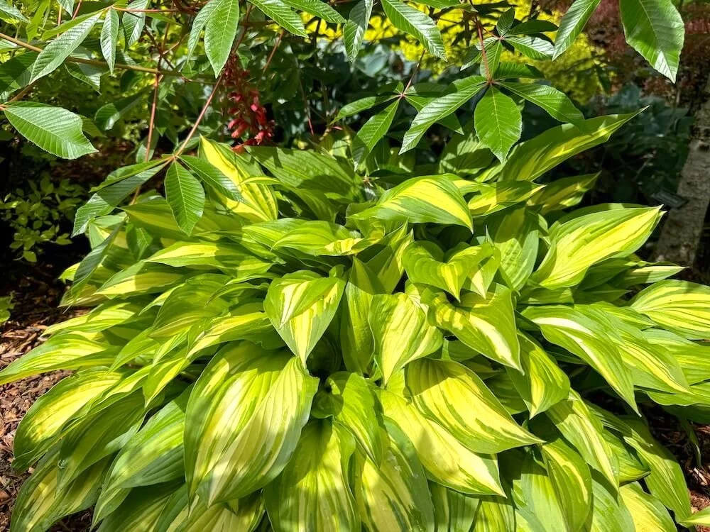 Hosta 'Whirlwind' 04.jpeg