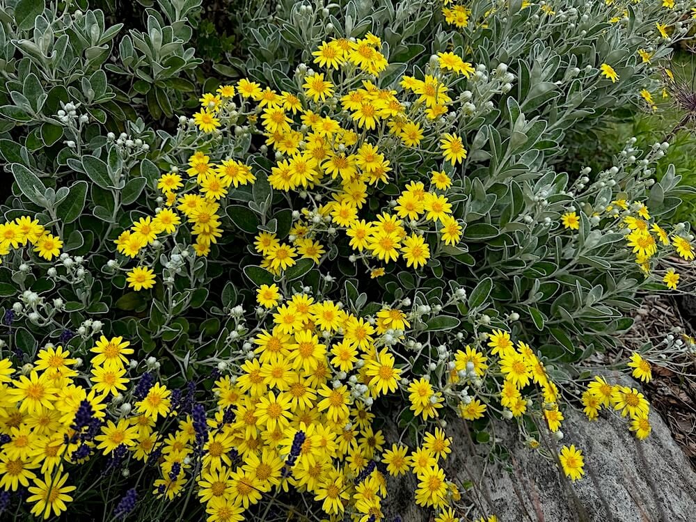 Brachyglottis greyi 02.jpeg