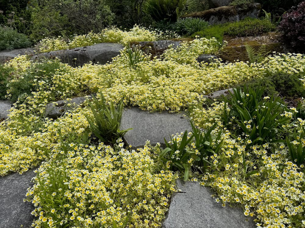 Limnanthes douglasii 08.jpeg