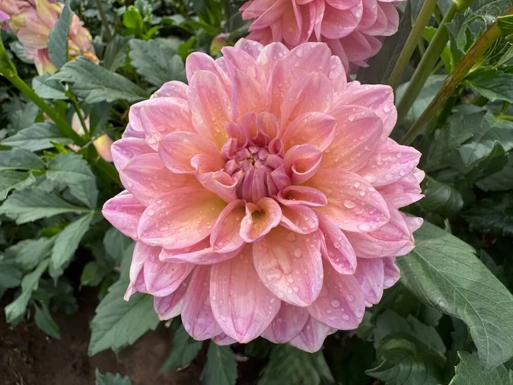 Dahlia 'Sweet Treat' 02.jpeg
