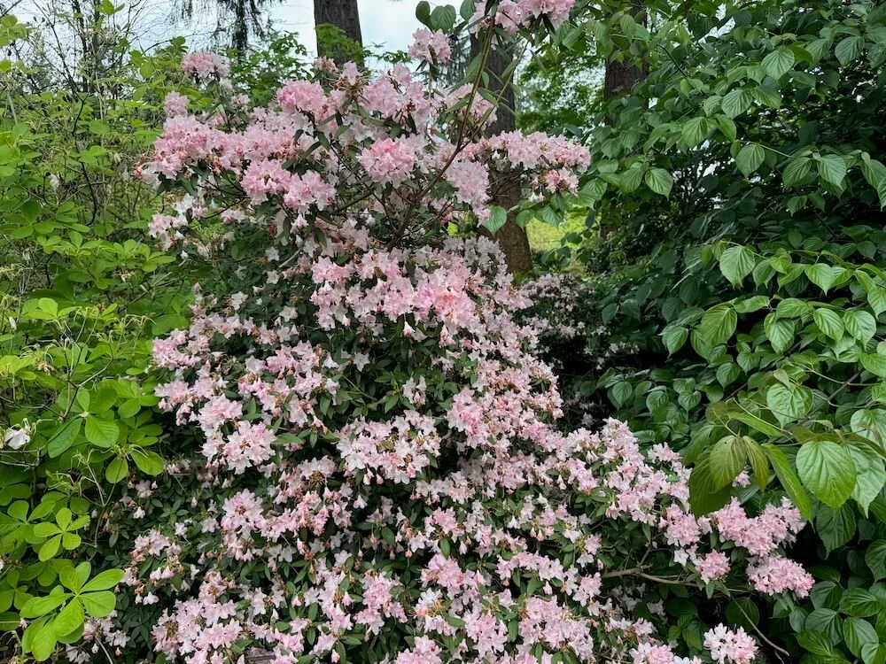 Rhododendron 'Turacao' 03.jpeg