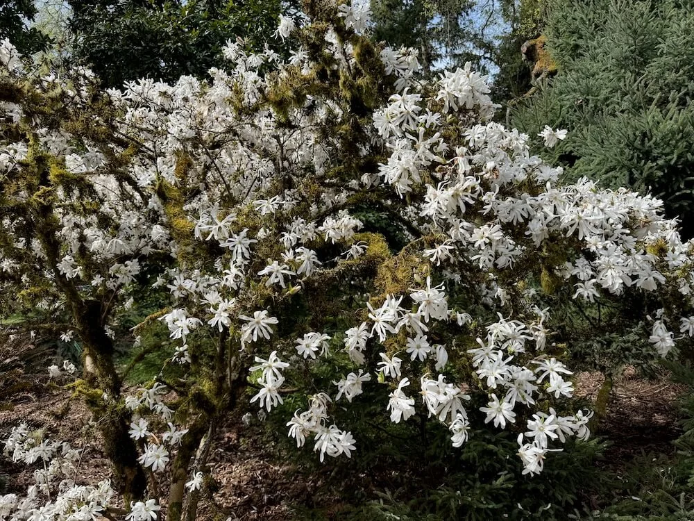 Magnolia stellata 03.jpeg